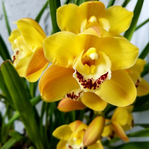 Meet your Posher, Lin - Picture 1 of 1